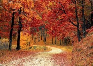 Autumn Fragrances