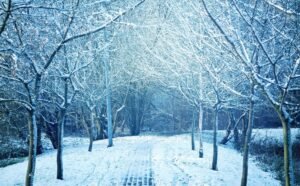 Winter Fragrances